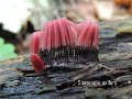 Stemonitis axifera-amf1778
